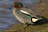 Teal 